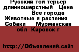 Русский той-терьер длинношерстный › Цена ­ 7 000 - Все города Животные и растения » Собаки   . Мурманская обл.,Кировск г.